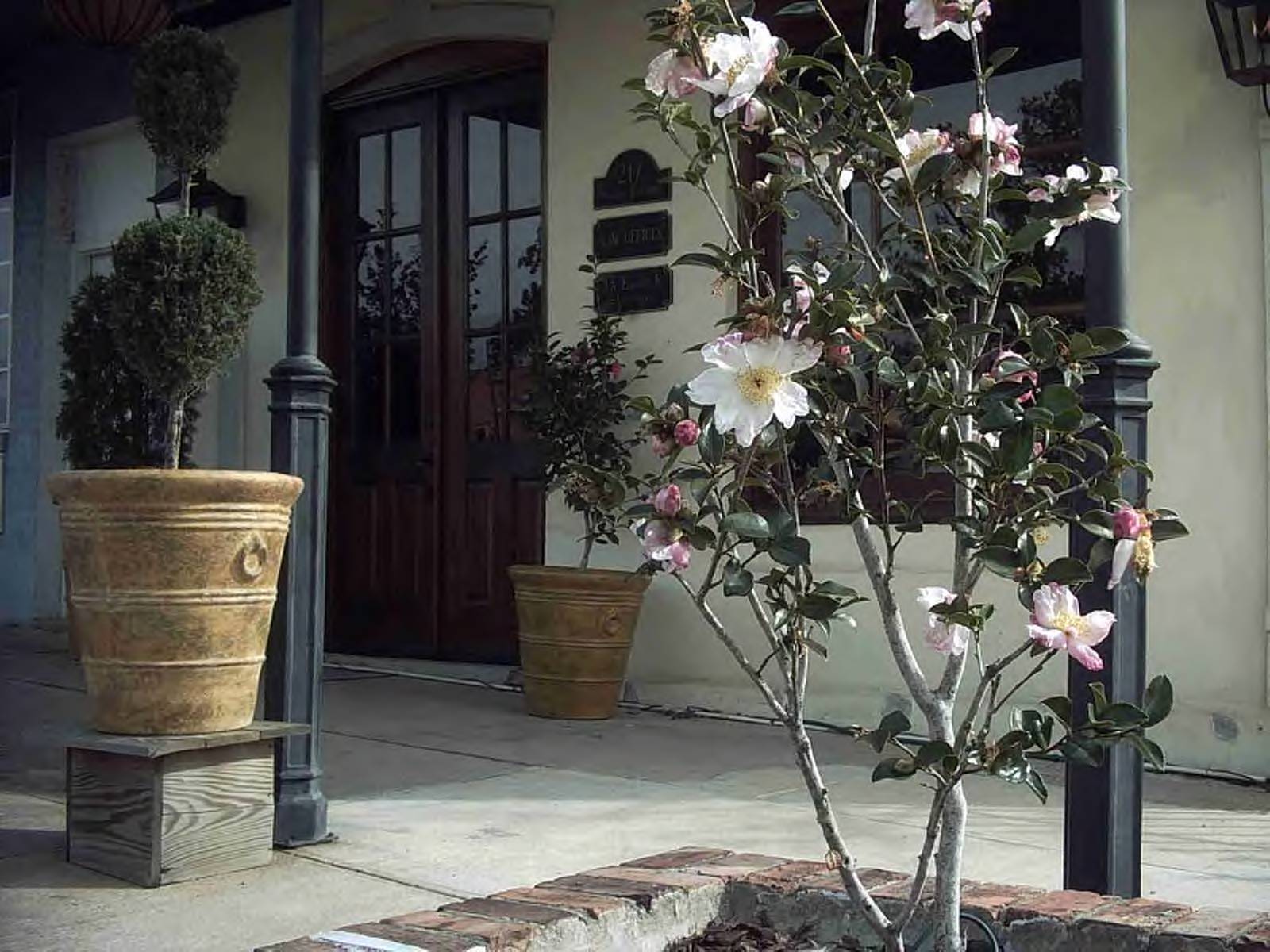 Downtown Camellias